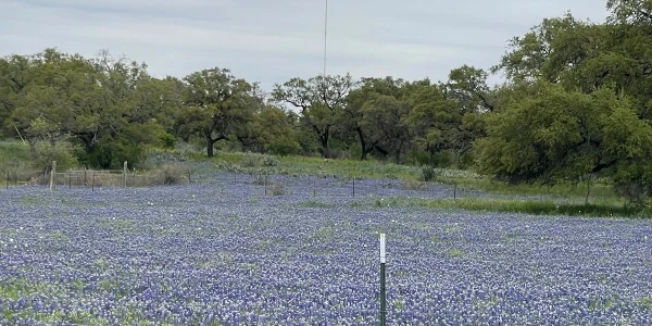 Bluebonnet Trails Community Services